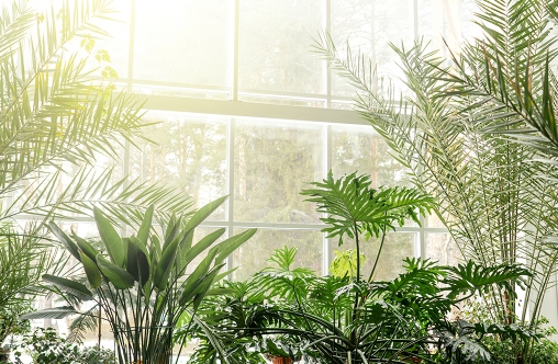 Green plants in botanical garden indoor. Sunshine in panoramic window. Fresh natural background.