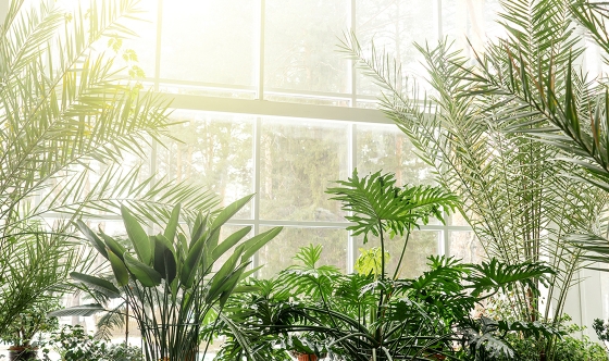Green plants in botanical garden indoor. Sunshine in panoramic window. Fresh natural background.